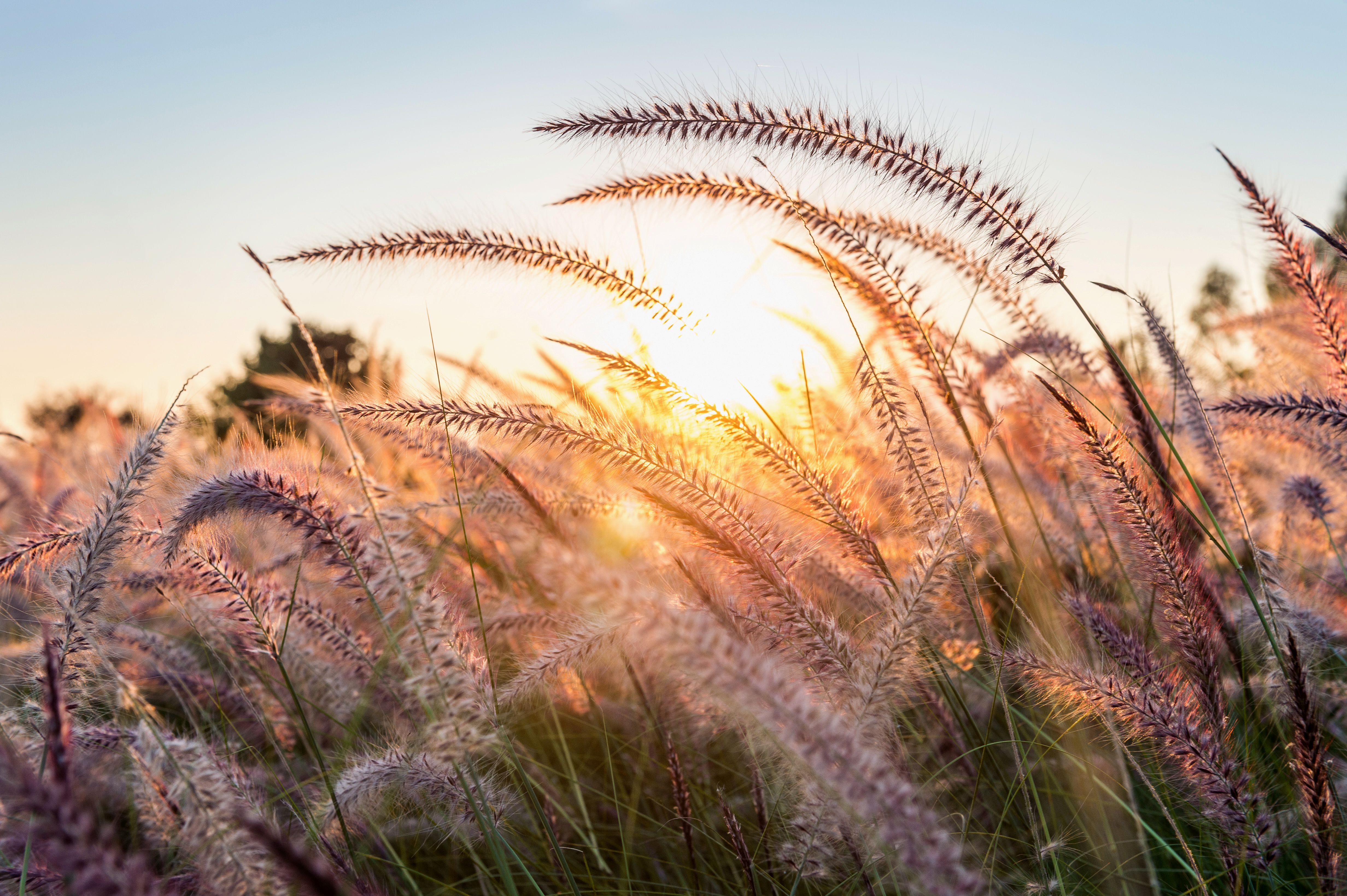 Grasbloem bij zonsondergang